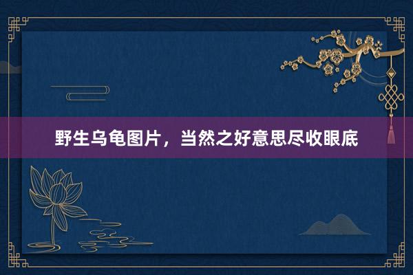 野生乌龟图片，当然之好意思尽收眼底